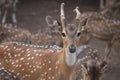 Beautiful deer close up in a zoo.