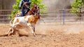 Team Calf Roping At Country Rodeo Royalty Free Stock Photo