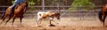 Team Calf Roping At Country Rodeo Royalty Free Stock Photo
