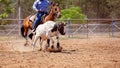 Team Calf Roping At Country Rodeo Royalty Free Stock Photo