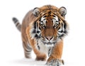 animal bengal tiger cub Royalty Free Stock Photo