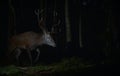 Red deer rut autumn gold season Royalty Free Stock Photo