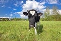 Animal big snout. The portrait of cow with big snout on the background of green field. Farm animals. Grazing cow Royalty Free Stock Photo
