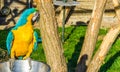 Animal bird portrait of a colorful macaw parrot sitting on a tray Royalty Free Stock Photo