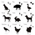 Animal and Bird Trails and Silhouettes with Name. Vector set Royalty Free Stock Photo