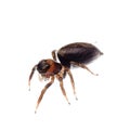 Animal black jumping spider Royalty Free Stock Photo