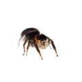 Animal black jumping spider Royalty Free Stock Photo