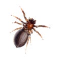 Animal black jumping spider