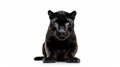 Animal Black Leopard Royalty Free Stock Photo