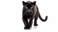 Animal Black Leopard Royalty Free Stock Photo