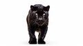 Animal Black Leopard Royalty Free Stock Photo