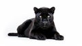 Animal Black Leopard Royalty Free Stock Photo