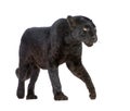 Animal, Black Leopard,