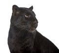 Animal, Black Leopard, Close-up, creature, detail, Royalty Free Stock Photo