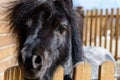 Animal black pony Royalty Free Stock Photo