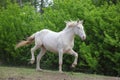 Animal blooded cremello horse playing