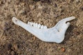 Animal bone on the ground. Animal`s jaw Royalty Free Stock Photo