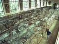 Animal bones exhibition in the French museum Royalty Free Stock Photo