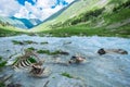 Animal bones in mountain river. ecology problem of pollution of environment. natural selection in wild nature