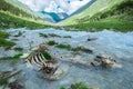 Animal bones in mountain river. ecology problem of pollution of environment. natural selection in wild nature