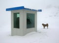 Animal Braving Cold @ 14500 ft altitude