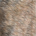 Animal Brown and Black Fur Texture. Short Hair.