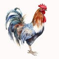 Animal_Brown_Chicken_Watercolor1_2