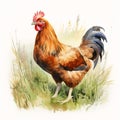 Animal_Brown_Chicken_Watercolor1_6