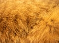 Animal Brown Ginger Color Fur Closeup
