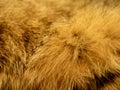 Animal Brown Ginger Color Fur Closeup