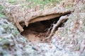 Animal burrow between tree roots in the forest. Close-up. Royalty Free Stock Photo