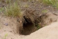 Animal Burrow 813386