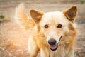 Animal calls dog. Dog playing outside smiles Royalty Free Stock Photo