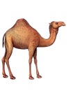 Animal Camel