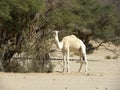 Animal, camel, desert Algeria