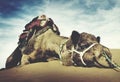 Animal Camel Desert Resting Tranquil Solitude Concept