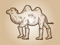 Animal camel in high boots. T-shirt apparel print design. Sepia vintage