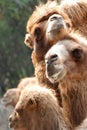 Animal camel portrait