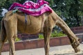 Animal a camel two humps in India Royalty Free Stock Photo