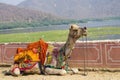 Animal a camel two humps in India Royalty Free Stock Photo