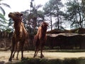 Animal camel in zoo