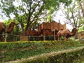 Animal camel in zoo