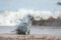 Animal camouflage. Grey seal hiding with seaweed on nose. Funny