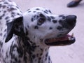 Dalmatian dog friend background