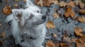 animal captivity in urban setting, a curious white fluffy dog with a chain on its collar stands on a mix of dirt and Royalty Free Stock Photo