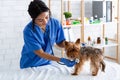 Animal cardiology. African American veterinarian doc checking little dog`s heart rate with stethoscope in clinic