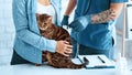 Animal cardiology. Veterinarian doctor listening to cat`s heartbeat at hospital, close up