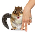 Animal care concept, squirrel hugs human hand