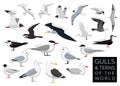 Bird Gulls and Terns of the World Set Cartoon Vector Character Royalty Free Stock Photo