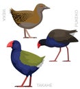 Bird New Zealand Swamphen Pukeko Weka Takahe Vector